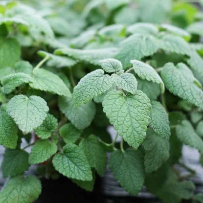 Picture of Herb Balm Orange Mandarina ( Melissa )